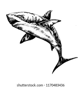 Hand drawing of a shark. Vector illustration