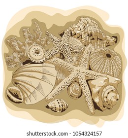 Hand drawing with shells and corals