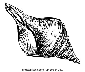 Hand drawing of single molusk seashell, black and white vector sketch isolated on white
