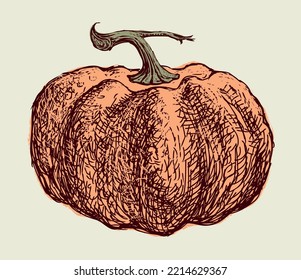 Dibujo manual de la calabaza única madura