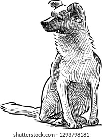 A hand drawing of a sitting dog