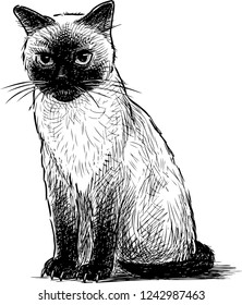 A hand drawing of a sitting siamese kitten
