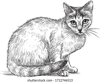 Hand drawing of sitting young domestic cat