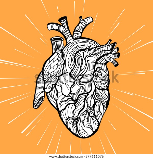 hand drawn anatomical heart