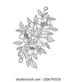 Hand drawing and sketch Camellia Japonica flower. Black and white with line art illustration.