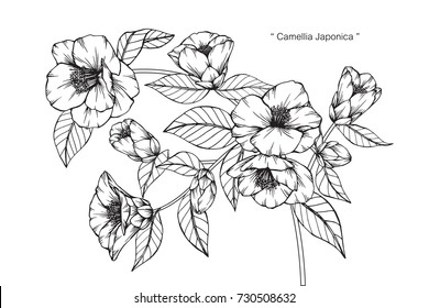 Hand drawing and sketch Camellia Japonica flower. Black and white with line art illustration.