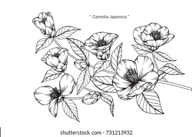 Hand drawing and sketch Camellia Japonica flower. Black and white with line art illustration.