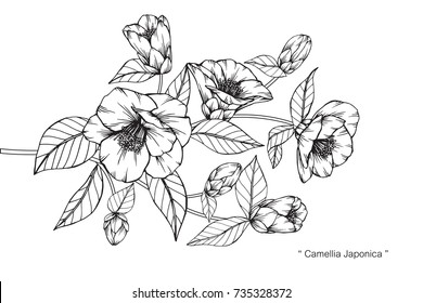 Hand drawing and sketch Camellia Japonica flower. Black and white with line art illustration.