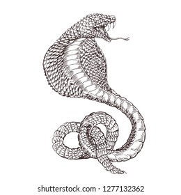 hand drawing sketch cobra style engraving vector