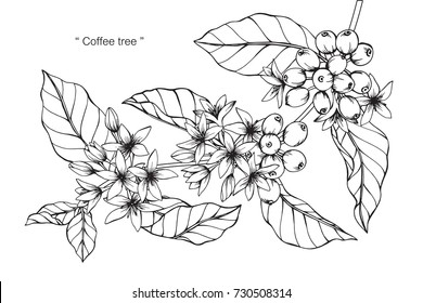 Hand drawing and sketch Coffee tree. Black and white with line art illustration.