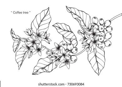 Organic Robusta Coffee  Coffee Plant Clip Art  Free Transparent PNG  Download  PNGkey