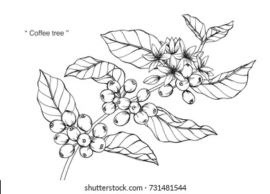 Coffee Tree Blossom Images Stock Photos Vectors Shutterstock