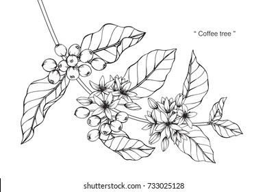 Hand drawing and sketch Coffee tree. Black and white with line art illustration.