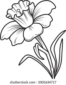 Hand drawing and sketch daffodil flower. Daffodil Flower vector illustration isolated on white background