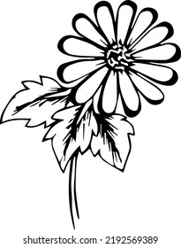 Handzeichnung und eine Skizze von Daisy Blume. Schwarz-Weiß mit Liniengrafik.