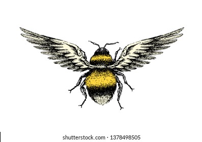 A hand drawing sketch of a fantasy bumblebee insect top view with birds wings.