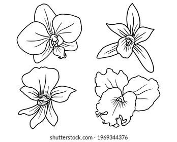 Hand drawing and sketch flower with line art illustration.
