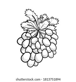 Hand drawing sketch of fruit grape, tropical fruit vector illustration 