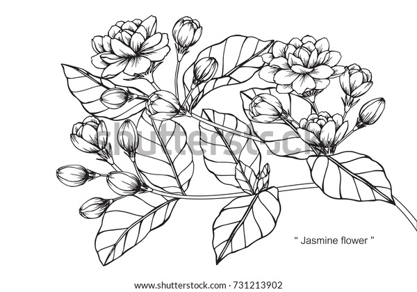 手描きのジャスミンの花のスケッチ 白黒の線付きイラスト のベクター画像素材 ロイヤリティフリー