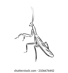 174 Praying Mantis Outline Images, Stock Photos & Vectors | Shutterstock