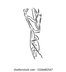 Hand drawing, sketch, mantis on a white background