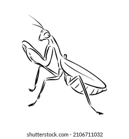 174 Praying Mantis Outline Images, Stock Photos & Vectors | Shutterstock