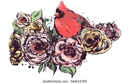 Hand drawing sketch mixed with digital painting vector of a lovely cardinal bird with roses.