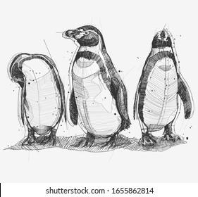 Hand drawing sketch of penguins