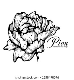 Hand drawing and sketch Peony flower. Black and white with line art illustration.
