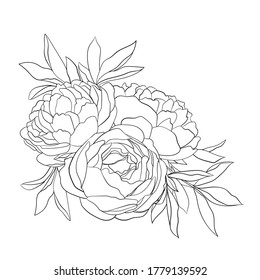 Hand drawing and sketch Peony flower. Black and white with line art illustration.