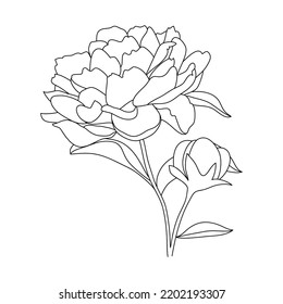 Hand drawing and sketch Peony flower. Black and white with line art illustration.