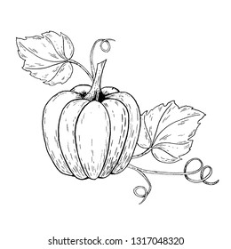 Hand drawing sketch pumpkin. Black and white illustration. Vector