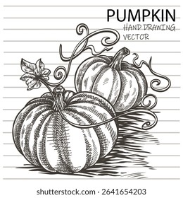 Hand drawing sketch pumpkins, autumn harvest, pumpkin leaves. 