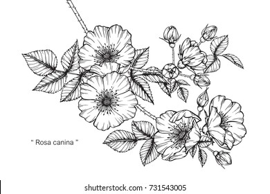 Hand drawing and sketch Rosa canina flower. Black and white with line art illustration.