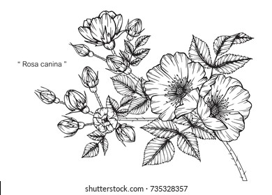 Desenho à mão e esboço Rosa canina flor. Preto e branco com ilustração de linha de arte.