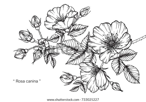 手描きでローザ カニーナの花を描き スケッチします 白黒の線付きイラスト のベクター画像素材 ロイヤリティフリー