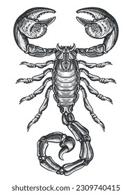Hand drawing sketch scorpion. Predatory animal in vintage engraving style. Vector illustration
