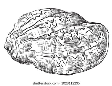 Hand drawing sketch of seashell. Vector monochrome illustration of seashell isolated on white background.
