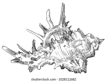 Hand drawing sketch of seashell. Vector monochrome illustration isolated on white background.