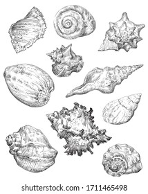 Hand drawing sketch set of seashells. Vector monochrome illustration of seashells collection in black color isolated on white background. Design travel elements, vintage icons set. Stock illustration.