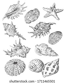 Hand drawing sketch set of seashells. Vector monochrome illustration of seashells collection in black color isolated on white background. Summer sea design travel elements, vintage icons set. 
