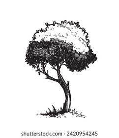 Hand drawing sketch of tree by pencil on a white paper. A minimalist outline scribble  paint tree drawing. 