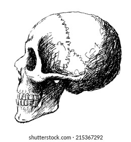 hand drawing of skull by pencil . use for Halloween day