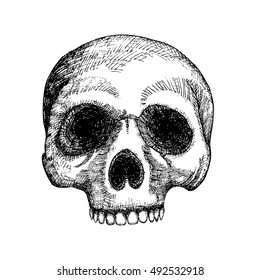 Hand drawing skull. Human skull sketch. Black and white illustration of skull, hand drawn. Witchcraft magic, occult voodoo attribute decorative element. Death and mortality symbol. Vector.