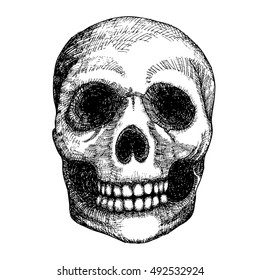 Hand drawing skull. Human skull sketch. Black and white illustration of skull with a lower jaw, hand drawn. Witchcraft magic, occult attribute decorative element. Death and mortality symbol. Vector.