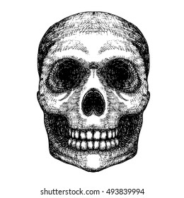 Hand drawing skull. Human skull sketch. Black and white illustration of skull with a lower jaw, hand drawn. Witchcraft magic, occult attribute decorative element. Death and mortality symbol. Vector.