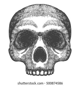 Hand drawing of skull. Human skull sketch. Black and white illustration of skull, hand drawn. Witchcraft magic, occult voodoo attribute decorative element. Death and mortality symbol. Vector.