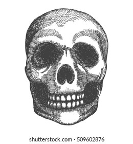 Hand drawing skull. Human skull sketch. Black and white illustration of skull with a lower jaw, hand drawn. Witchcraft magic, occult attribute decorative element. Death and mortality symbol. Vector.