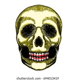 Hand drawing skull. Human skull sketch. Color illustration of skull, hand drawn. Witchcraft magic, occult voodoo attribute decorative element. Death and mortality symbol. Vector.