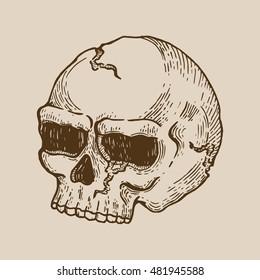 hand drawing skull on brown background